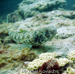 Lizard fish on the Inside reef at Lauderdale by the Sea by Michael Kovach 